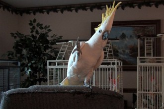 Snowball’s Videos