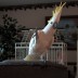 Snowball’s Videos