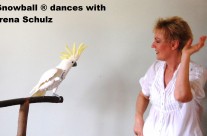 Dancing with the Star