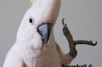 Snowball Waves Hello